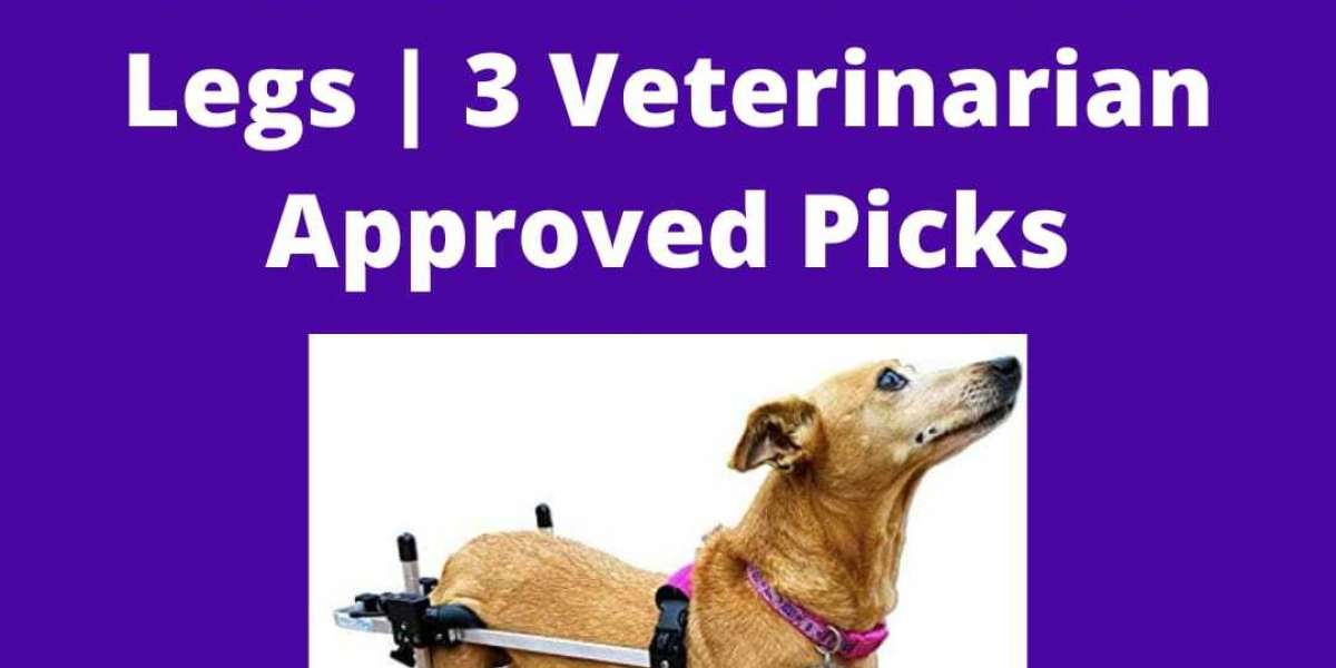 How to Choose the Best Dog Wheelchair for Your Pet