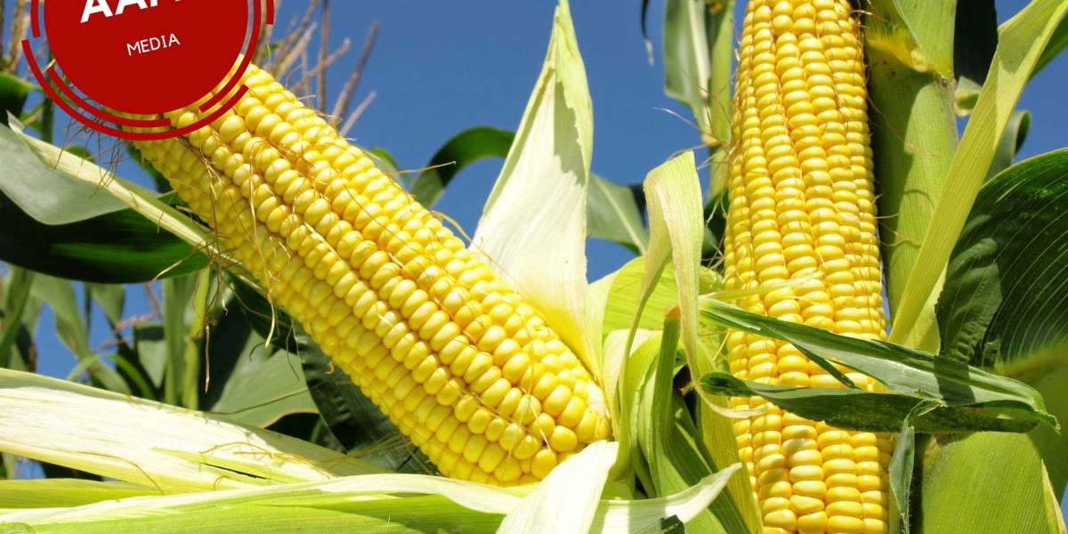 Unlocking the Potential of Maize Farming in Nigeria: A Comprehensive Guide