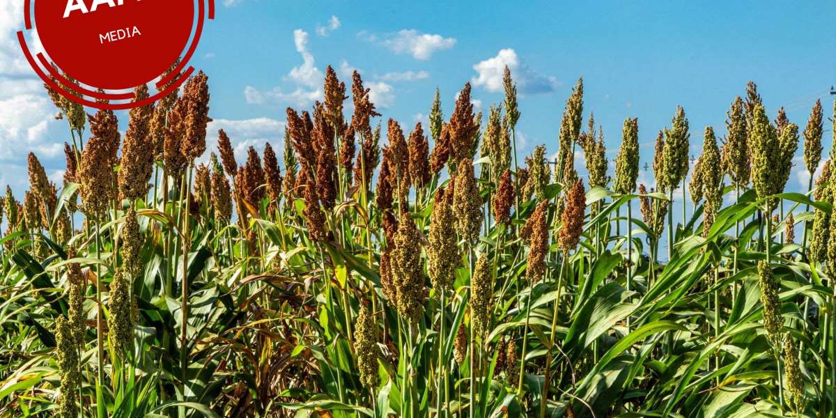 The Golden Grain of Nigeria: Guinea Corn Farming and its Benefits